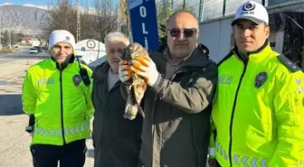 Amasya'da yaralı bulunan kızıl şahin tedavi altına alındı