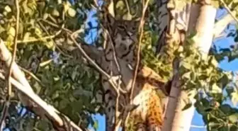 Anadolu parsı, Tunceli kırsalında ağaçta görüntülendi