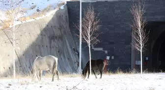 Ardahan'da Aşık Şenlik Tüneli'nde yılkı atları görüntülendi