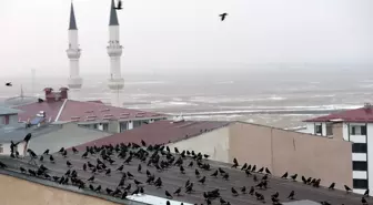 Ardahan'da kuşların gökyüzündeki dansı görüntülendi