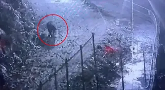 Bir şehrin kabusu oldu! Avcılar yakalayamadı, halk peşine düştü