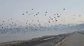 Bitlis'te gökyüzünde karga yoğunluğu kamerada