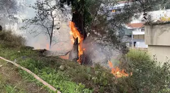 Çamlık alanda çıkan yangın büyümeden söndürüldü