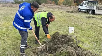 Demirci'de atıl arazilere meyve ağaçları dikiliyor