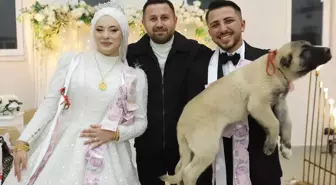 Denizli'de düğünde gelin ve damada takı yerine çoban köpeği hediye edildi