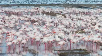 Edirne'de göçmen kuşlar çeltik tarlalarında yiyecek arıyor