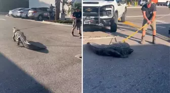 Florida'da marketin önünde 3 metrelik timsah paniği