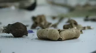 Ganos Dağı'na ait mantar çeşitlerinin envanteri çıkarılıyor