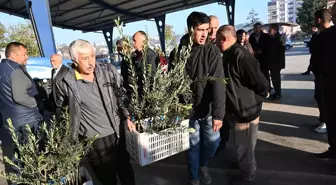 Kadirli ilçesinde üreticilere 10 bin 500 zeytin fidanı dağıtıldı