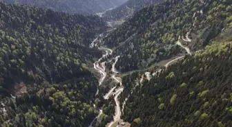 Karadeniz'de yağış değişimi alarmı; orman varlığı gençleştiriliyor