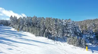 Kars'ta etkili olan kar yağışı sarıçam ormanlarını beyaza bürüdü