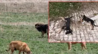 Kenti sarsan iddia: 'Zehirlenerek öldürüldüler'