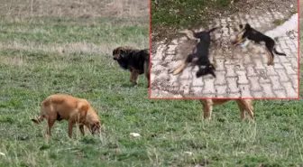 Kenti sarsan iddia: 'Zehirlenerek öldürüldüler'