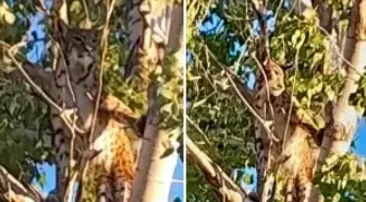 Öldürmenin cezası 45 milyon lira! Anadolu parsı o şehrimizde görüldü