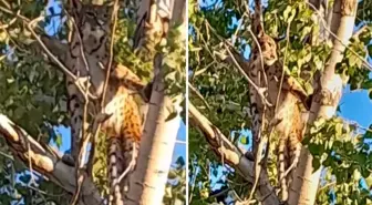 Öldürmenin cezası 45 milyon lira! Anadolu parsı o şehrimizde görüldü