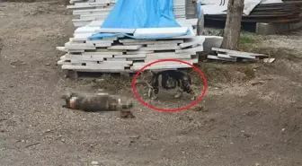 Otomobil kediye çarptı, bir başka kedi başında bekledi ;o anlar kamerada