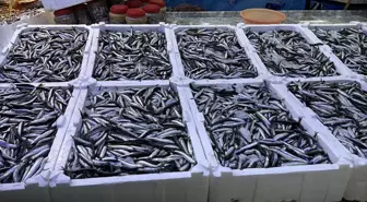 Rize'de hamsinin kilogramı 100 liradan satılıyor