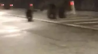 Tünele giren bozayı ile 2 yavrusu kamerada