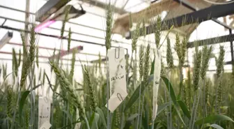 Üniversitede buğday kök açılarını ölçen cihaz geliştirildi