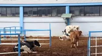 Üniversitenin uygulama çiftliği öğrencilere sahada eğitim imkanı sunuyor