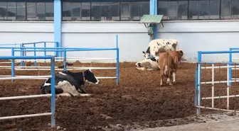 Üniversitenin uygulama çiftliği öğrencilere sahada eğitim imkanı sunuyor