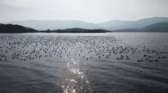 Yağışlarla nefes alan Bafa Gölü'nde doğal yaşam yeniden canlandı