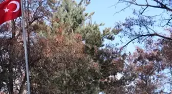 63 yıl önce şehit olan babası için 7 isimsiz mezarda DNA testi talebinde bulundu