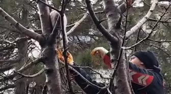 Ağaçta mahsur kalan kedi kurtarıldı