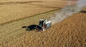 Çin'in 2025 Tahıl Üretimi 714 Milyon Tonu Aşarak Rekor Kırdı