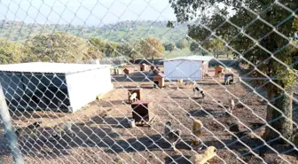 Sahiplendiği iki köpeği sokağa atan şahsa 172 bin TL ceza