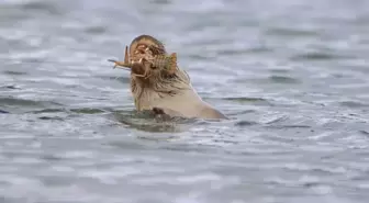 Nesli Tükenme Tehlikesi Altındaki Su Samuru Bostancılar Göleti'nde Görüntülendi