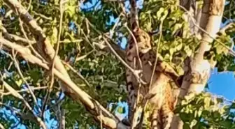 Ağaçtaki Anadolu Parsı değilmiş! Gerçek sonradan ortaya çıktı