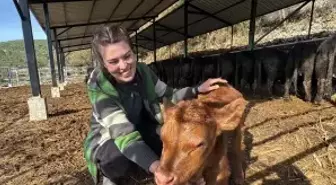 Bakanlık projesiyle hayvancılığa başlayan Ayşegül: Şimdiden 7 buzağım oldu bile