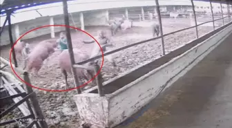 Besiciye boğa saldırdı; o anlar kamerada