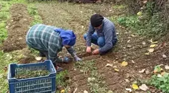 Devrek'te salep fidelerinin dikimine başlandı