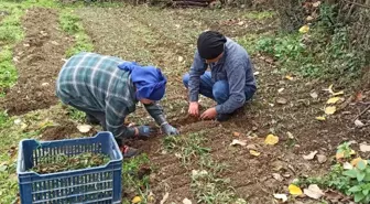 Devrek'te salep fidelerinin dikimine başlandı