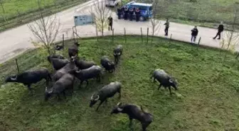 Düzce'de manda yetiştiriciliğine güçlü destek