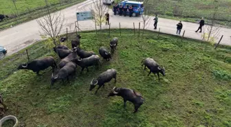 Düzce'de manda yetiştiriciliğine güçlü destek