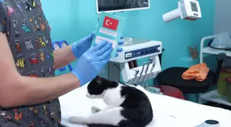 Evcil hayvanlara çip taktırmak için son gün 31 Aralık