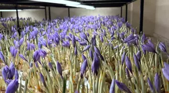 Genç yaşta mesleğini bıraktı, 50 metrekare odada gramı 600 liralık safran üretmeye başladı