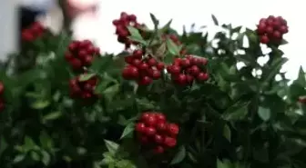 Kırşehir'de aralık ayının en çok tercih edilen çiçeği kokina oldu