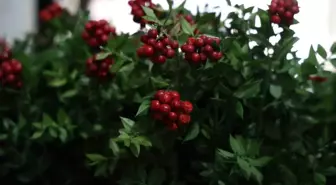 Kırşehir'de aralık ayının en çok tercih edilen çiçeği kokina oldu