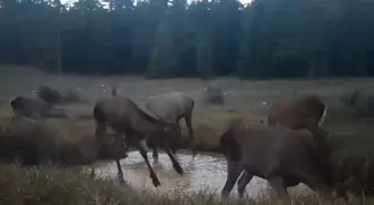 Fotokapana yakalanan kızıl geyiklerin dansı yürekleri ısıttı