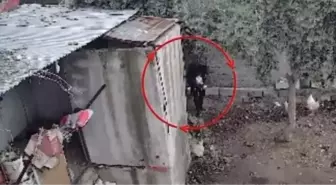 Osmaniye'de kümeslerden tavuk çalan şüpheli tutuklandı; hırsızlık anı kamerada