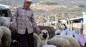 Şap karantinası meraları boşalttı