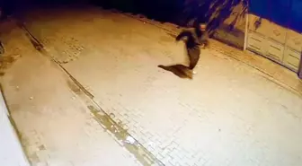 Adana'da evin camlarına taş atıp kaçtı: O anlar kamerada
