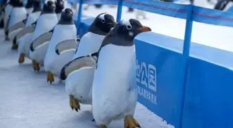 Albüm: Çin'in Harbin Kentinde Düzenlenen Penguen Geçit Töreni Renkli Görüntülere Sahne Oldu