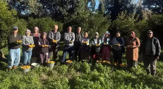 Bodrum mandalinası bahçede 15-20, manavlarda 100 liradan satılıyor