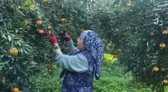 Coğrafi işaretli Bodrum mandalinası bahçede 15-20, manavlarda 100 liradan satılıyor