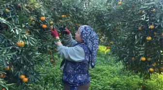 Coğrafi işaretli Bodrum mandalinası bahçede 15-20, manavlarda 100 liradan satılıyor